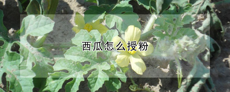 西瓜怎麼授粉