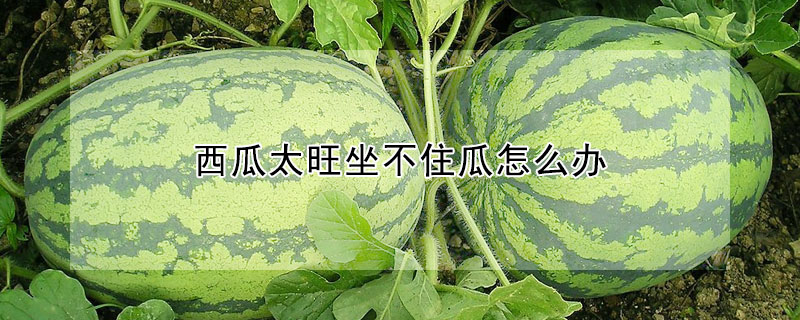 西瓜太旺坐不住瓜怎麼辦