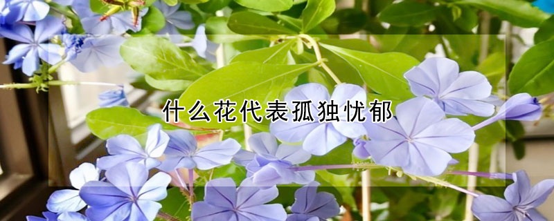 什麼花代表孤獨憂鬱