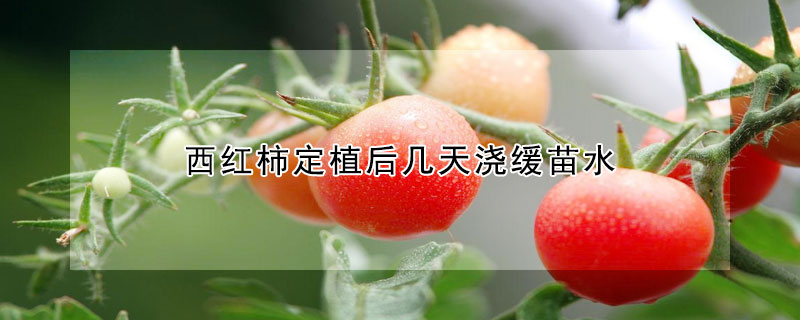 西紅柿定植後幾天澆緩苗水