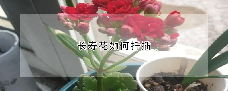 長壽花如何扡插