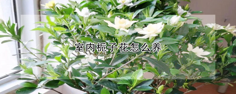 室內梔子花怎麼養