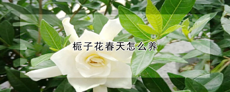 梔子花春天怎麼養
