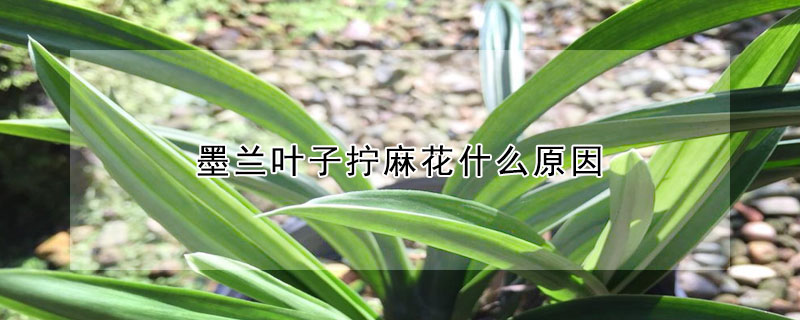 墨蘭葉子擰麻花什麼原因