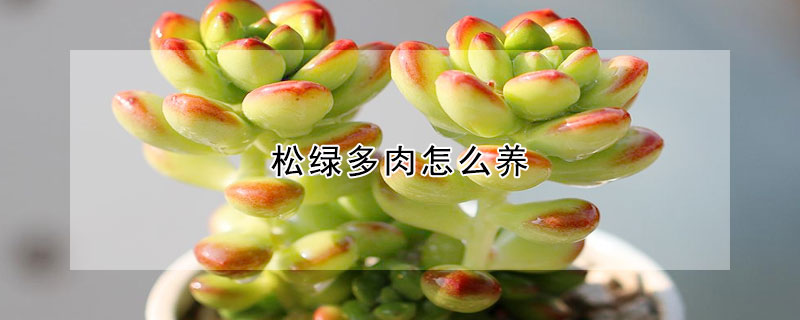 鬆綠多肉怎麼養