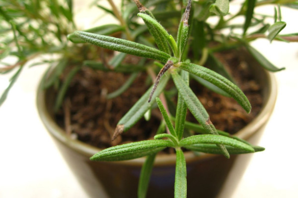 迷迭香枯萎怎麼回事