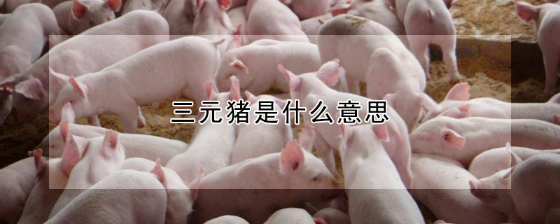 什麼是三元豬