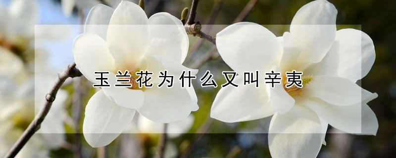 玉蘭花為什麼又叫辛夷