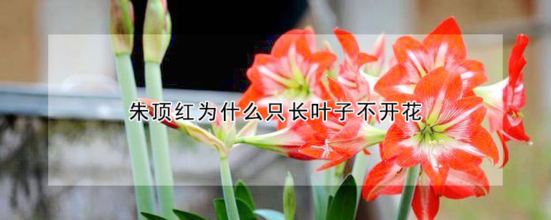 朱頂紅為什麼隻長葉子不開花