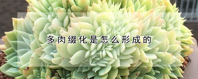 多肉綴化是怎麼形成的