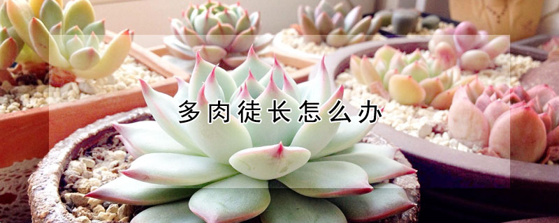 多肉徒長怎麼辦