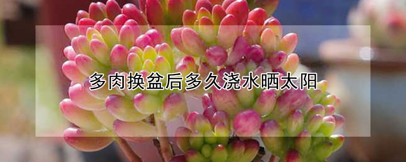多肉換盆後多久澆水曬太陽