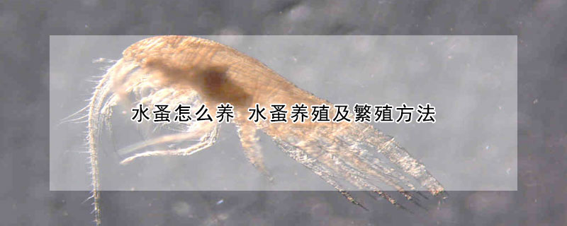 水蚤怎麼養 水蚤養殖及繁殖方法