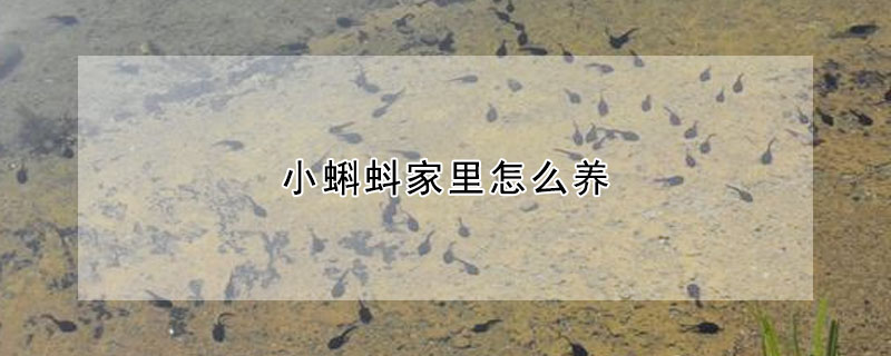 小蝌蚪家裏怎麼養