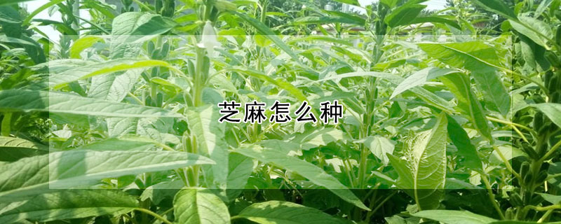 芝麻怎麼種