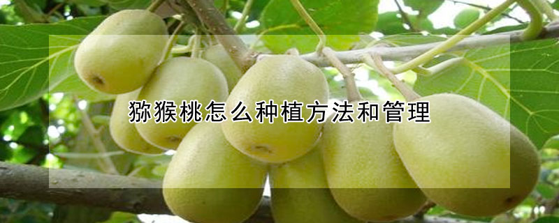 獼猴桃怎麼種植方法和管理