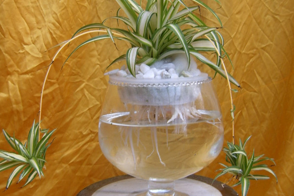 水培吊蘭怎麼養才能更旺盛