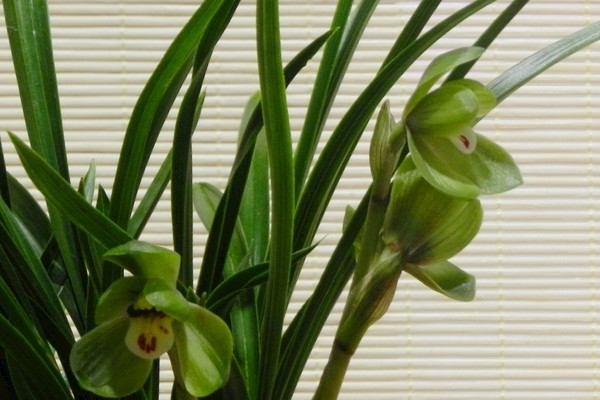 蘭花怎麼分盆