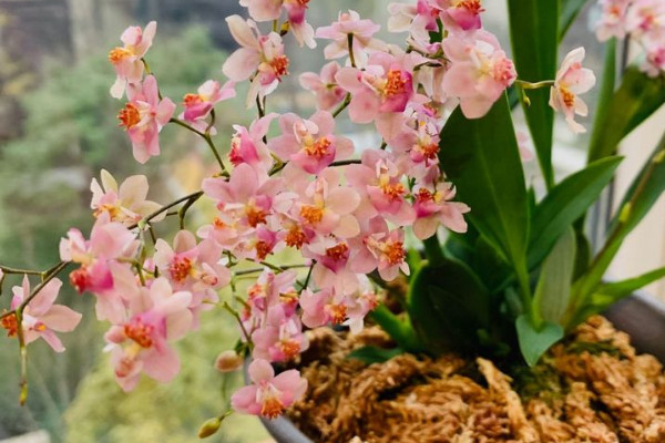 蘭花怎麼分盆