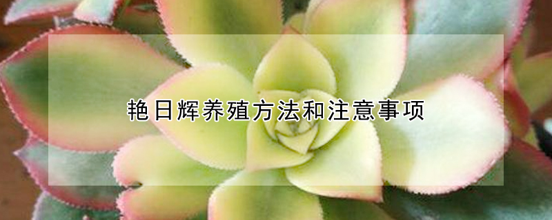 豔日輝養殖方法和注意事項