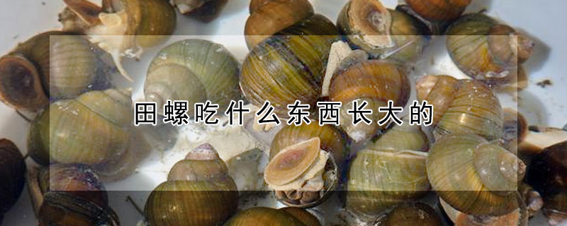 田螺吃什麼東西長大的