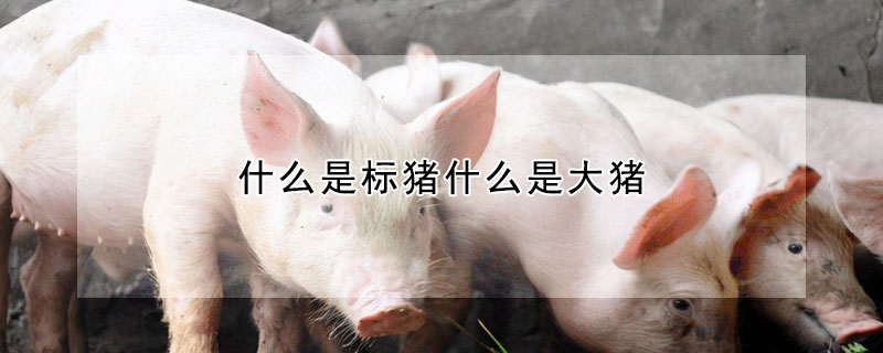 什麼是標豬什麼是大豬