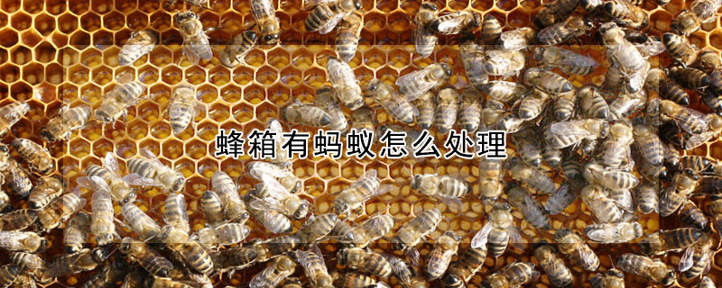 蜂箱有螞蟻怎麼處理