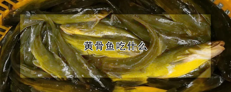 黃骨魚吃什麼