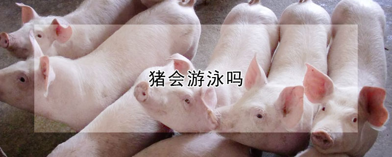 豬會遊泳嗎