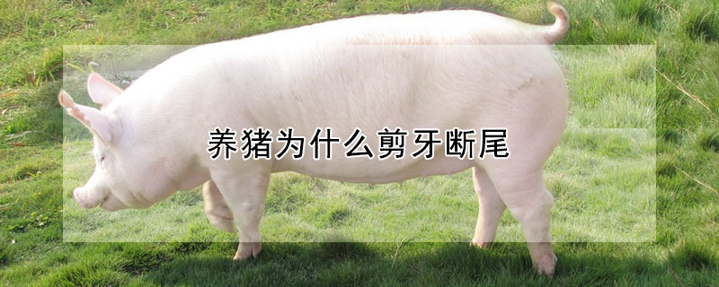養豬為什麼剪牙斷尾