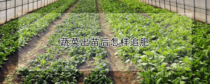 蔬菜出苗後怎樣追肥