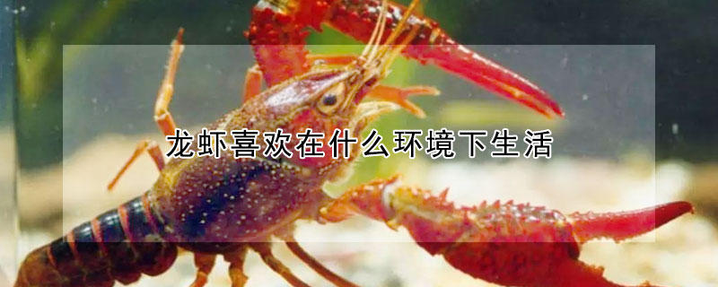 龍蝦喜歡在什麼環境下生活