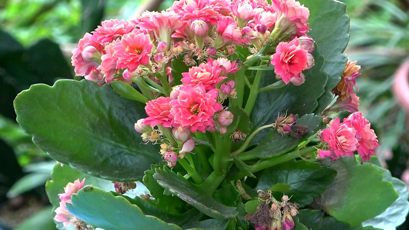 長壽花怎麼養