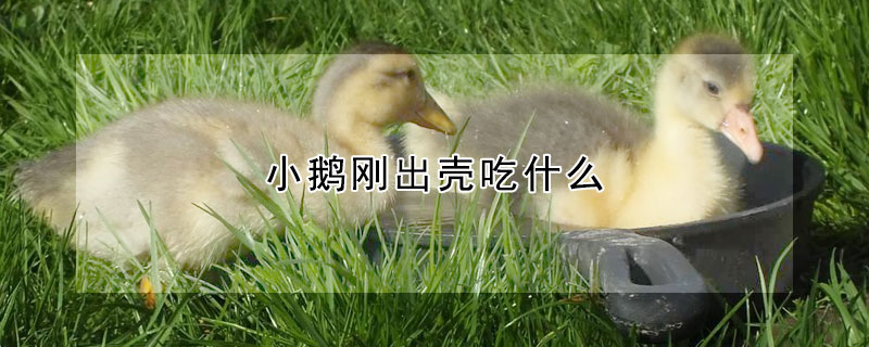 小鵝剛出殼吃什麼