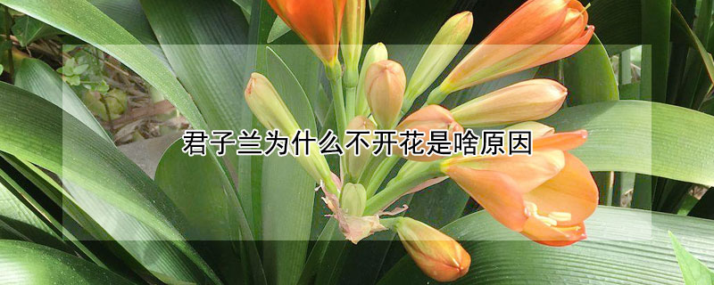 君子蘭為什麼不開花是啥原因