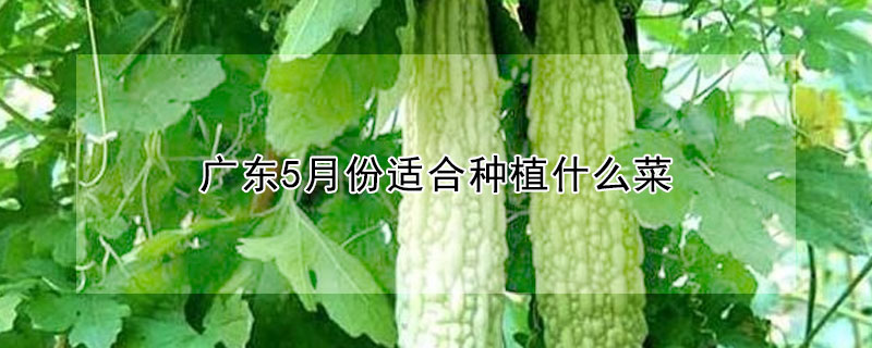 廣東5月份適合種植什麼菜