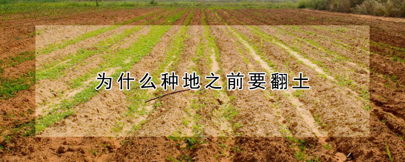 為什麼種地之前要翻土