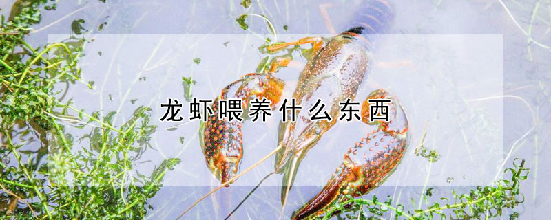 龍蝦喂養什麼東西