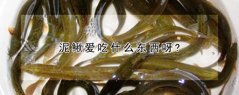 泥鰍愛吃什麼東西呀?