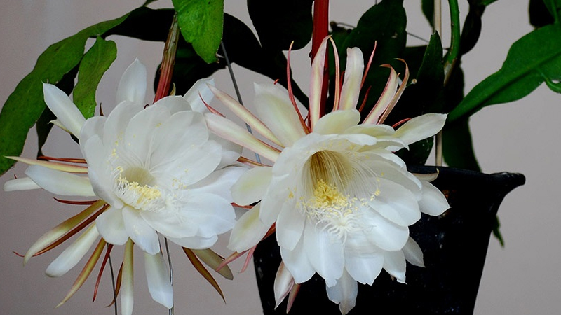 曇花怎麼養