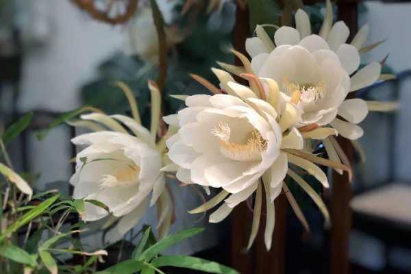 曇花怎麼養
