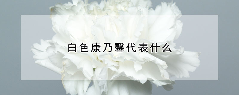 白色康乃馨代表什麼