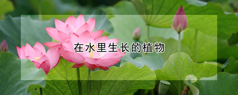 在水裏生長的植物