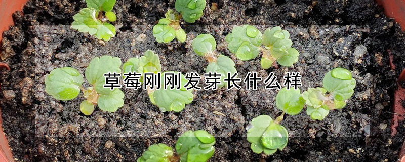 草莓剛剛發芽長什麼樣