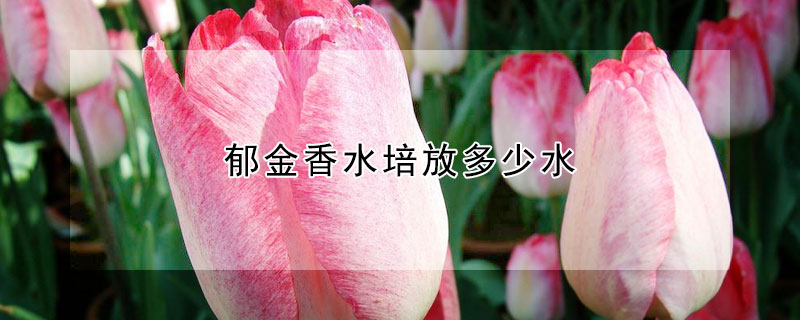 鬱金香水培放多少水
