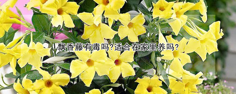 飄香藤有毒嗎?適合在家裏養嗎?
