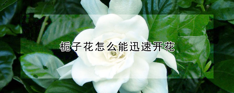 梔子花怎麼能迅速開花