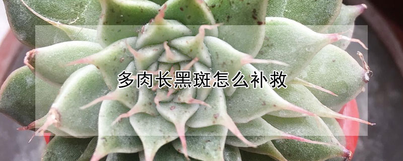 多肉長黑斑怎麼補救