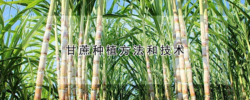 甘蔗種植方法和技術