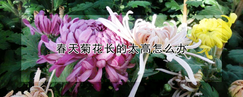 春天菊花長的太高怎麼辦